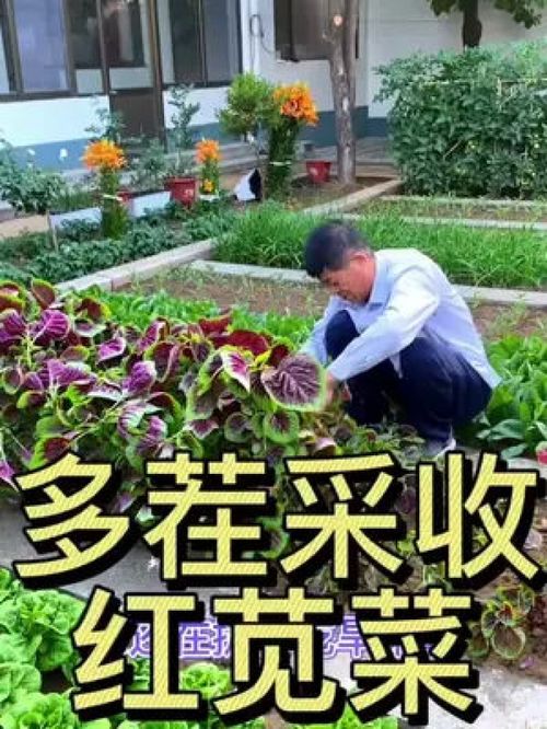 多茬采收的莧菜 優(yōu)質(zhì)農(nóng)產(chǎn)品種植正當時，助力鄉(xiāng)村振興