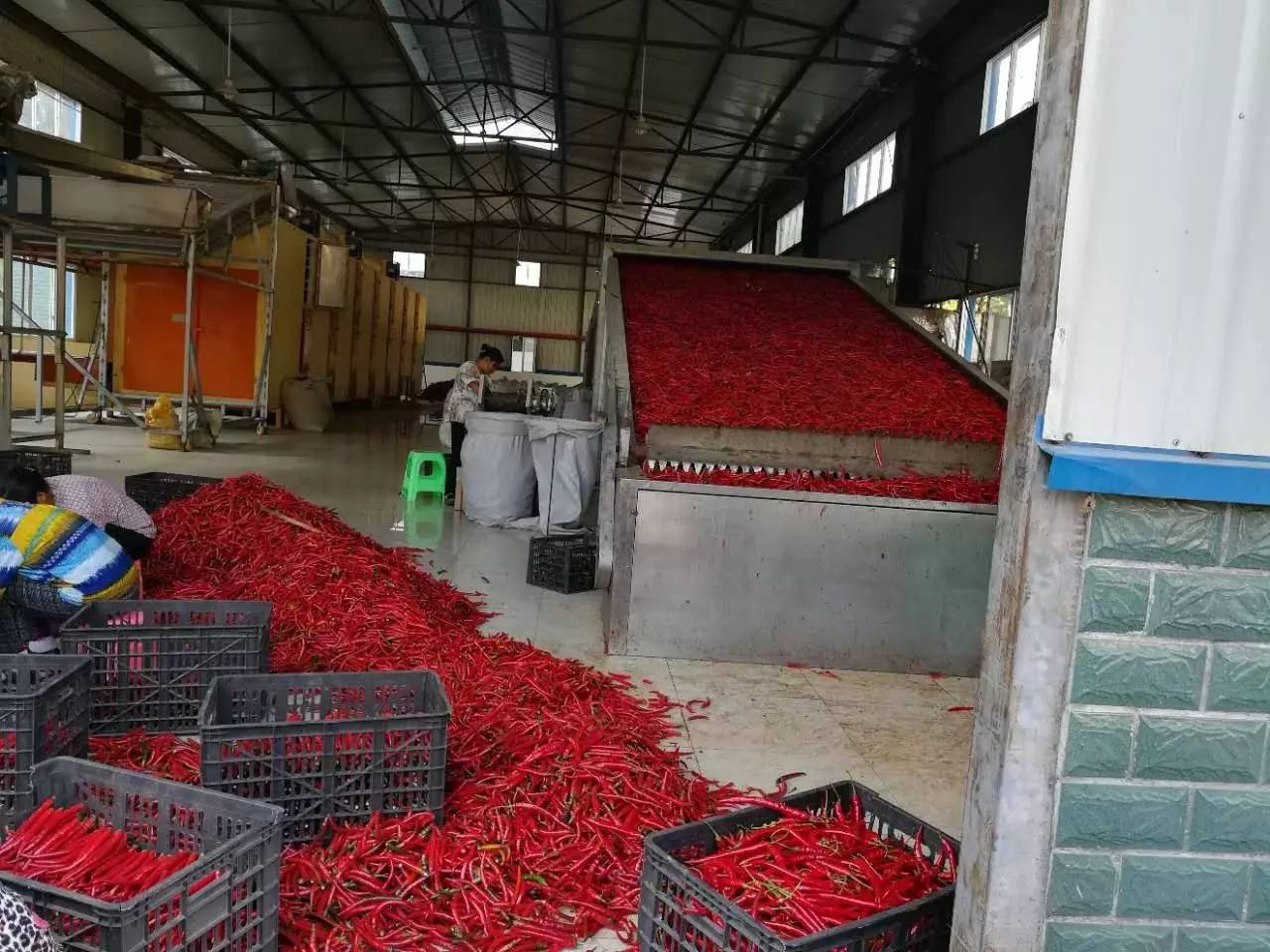 旺草“紅”了！水產養殖新路徑探秘
