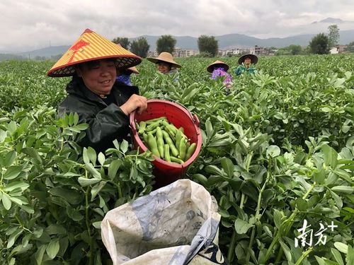 廣東始興 多措并舉穩供保產，筑牢省級“菜籃子”基地縣根基